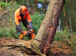 How Our Tree Care Process Works  in  Purdy, WA