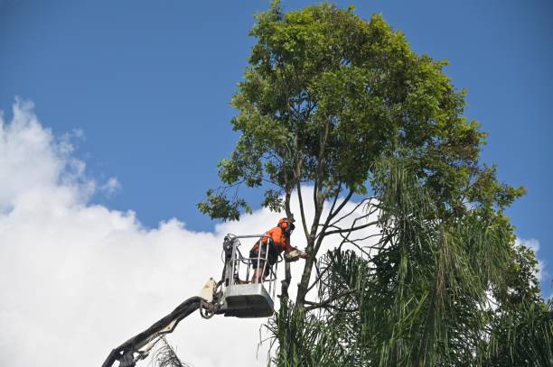 Best Utility Line Clearance  in Purdy, WA